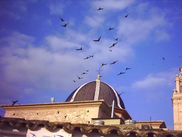 Swifts over Alcudia, Valencia, Spain