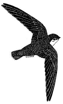 Chimney Swifts in the USA!