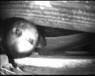 Peter Middlekoop's Swift Nestbox Live Webcam